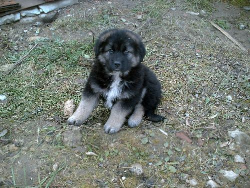 Das Pferd will mit in den Urlaub kommen